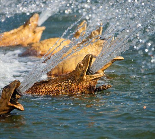 Lézards et tortues en eau