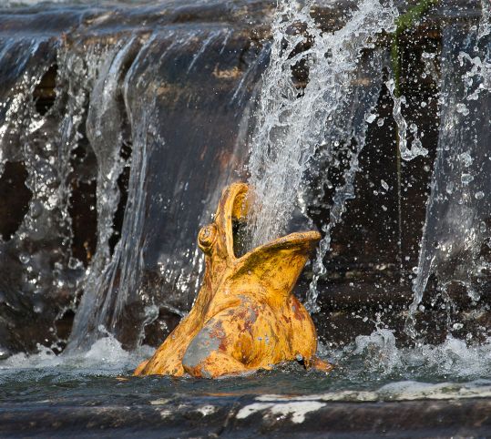Frog spouting water