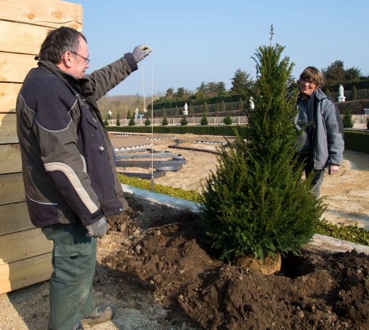 Planting the yews