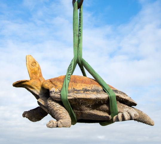 Levantamiento de una tortuga de plomo